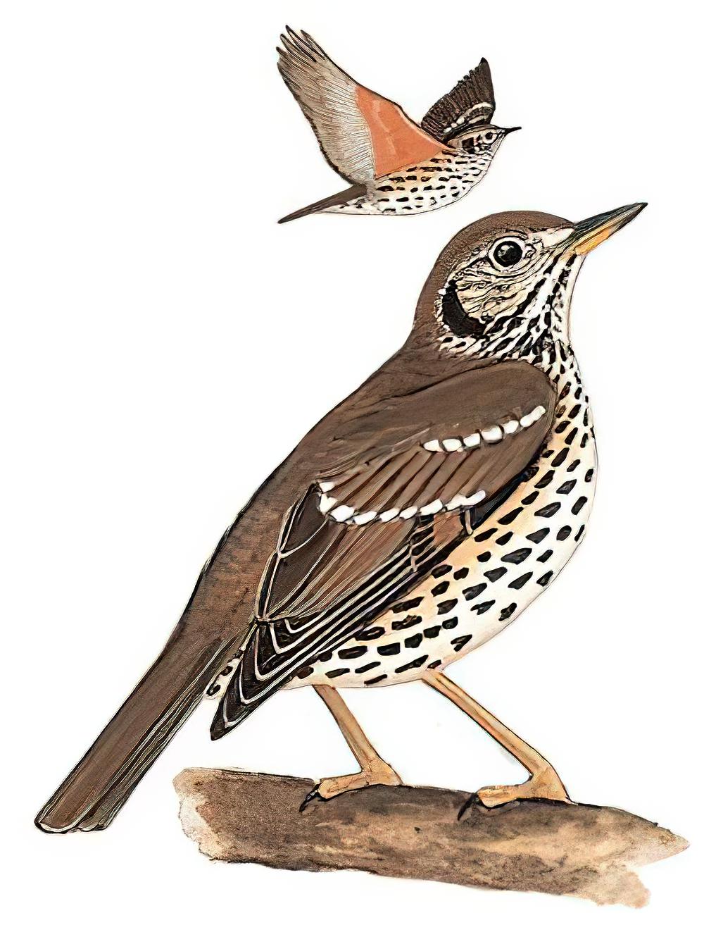 宝兴歌鸫 / Chinese Thrush / Turdus mupinensis