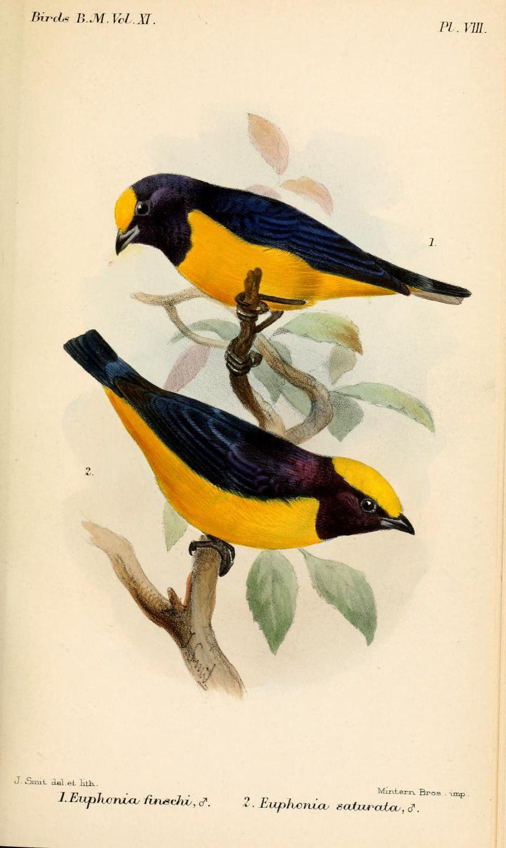 橙冠歌雀 / Orange-crowned Euphonia / Euphonia saturata