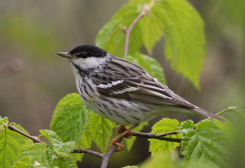 白颊林莺 / Blackpoll Warbler / Setophaga striata