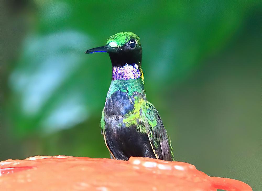 黑喉辉蜂鸟 / Black-throated Brilliant / Heliodoxa schreibersii