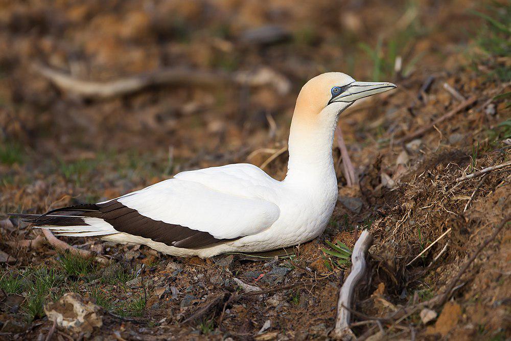 澳洲鲣鸟 / Australasian Gannet / Morus serrator