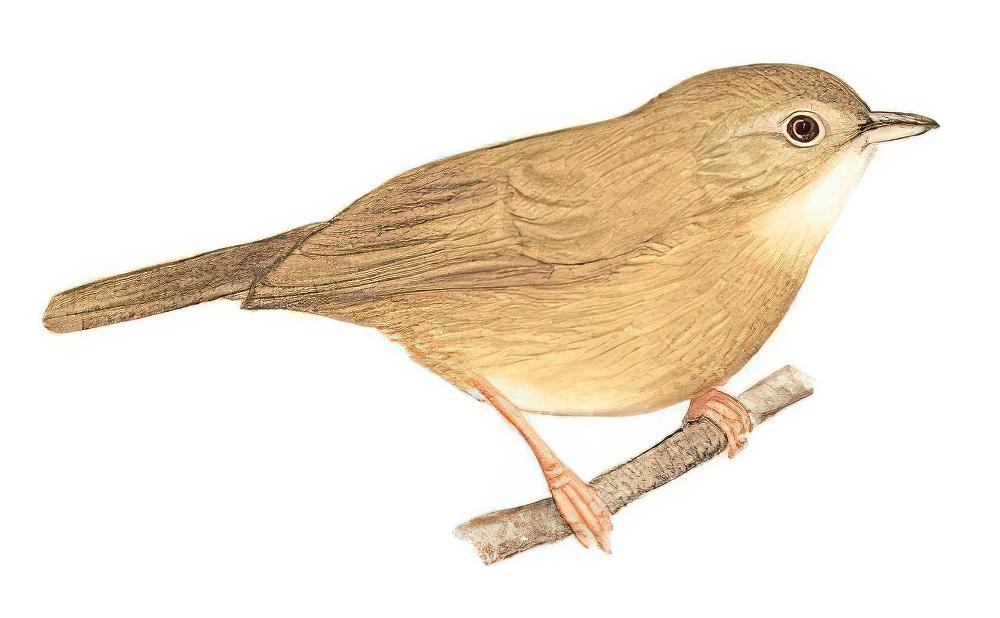 棕胸雅鹛 / Buff-breasted Babbler / Pellorneum tickelli