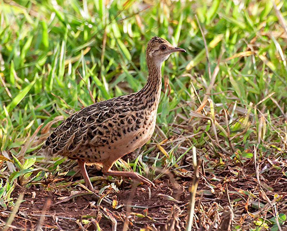 斑拟䳍 / Spotted Nothura / Nothura maculosa