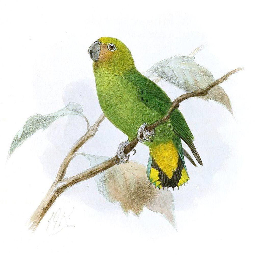 黄顶侏鹦鹉 / Yellow-capped Pygmy Parrot / Micropsitta keiensis