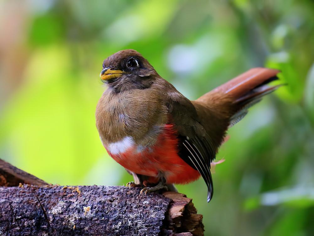 白领美洲咬鹃 / Collared Trogon / Trogon collaris