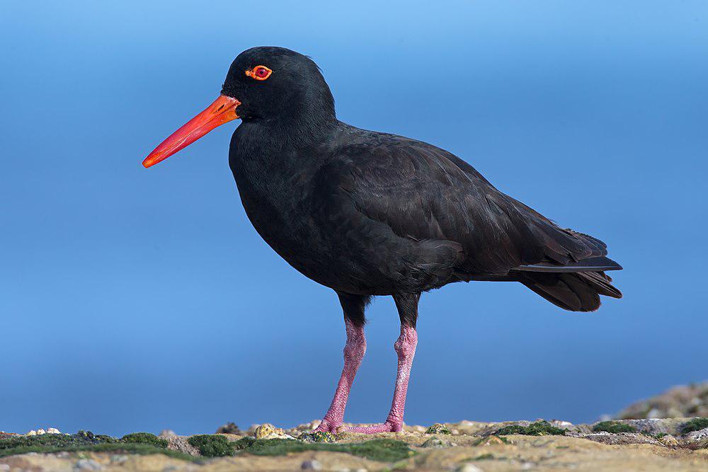 澳洲黑蛎鹬 / Sooty Oystercatcher / Haematopus fuliginosus