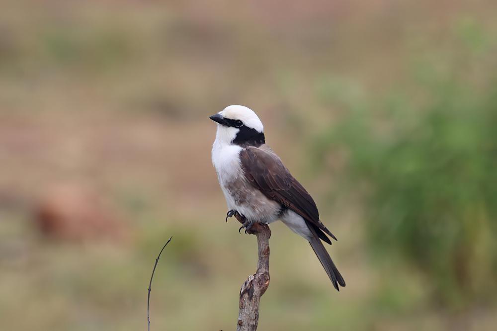 白腰林鵙 / Northern White-crowned Shrike / Eurocephalus ruppelli