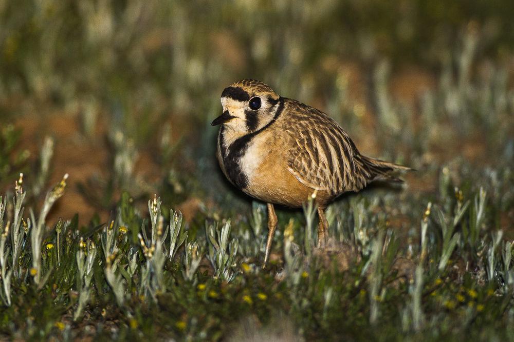 澳洲小嘴鸻 / Inland Dotterel / Peltohyas australis