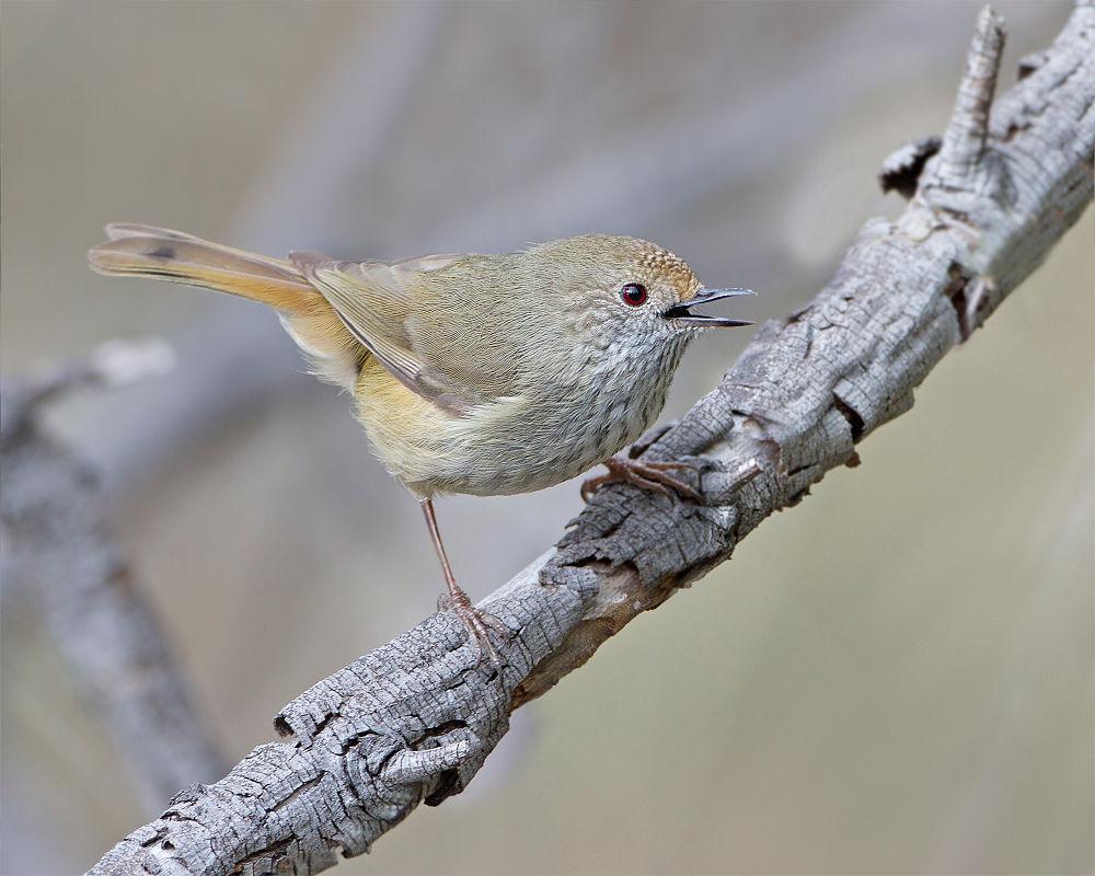 褐刺嘴莺 / Brown Thornbill / Acanthiza pusilla