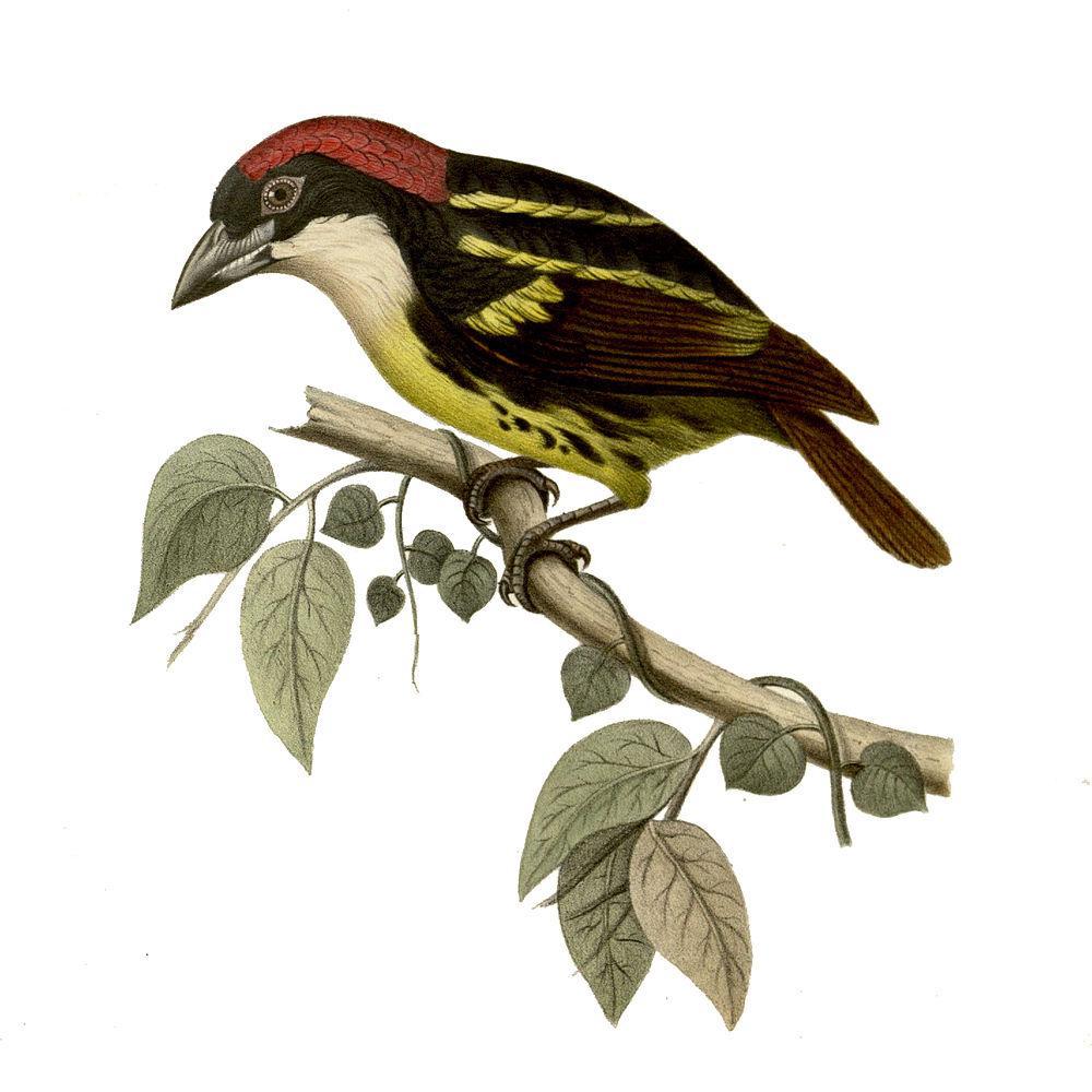 五色须䴕 / Five-colored Barbet / Capito quinticolor