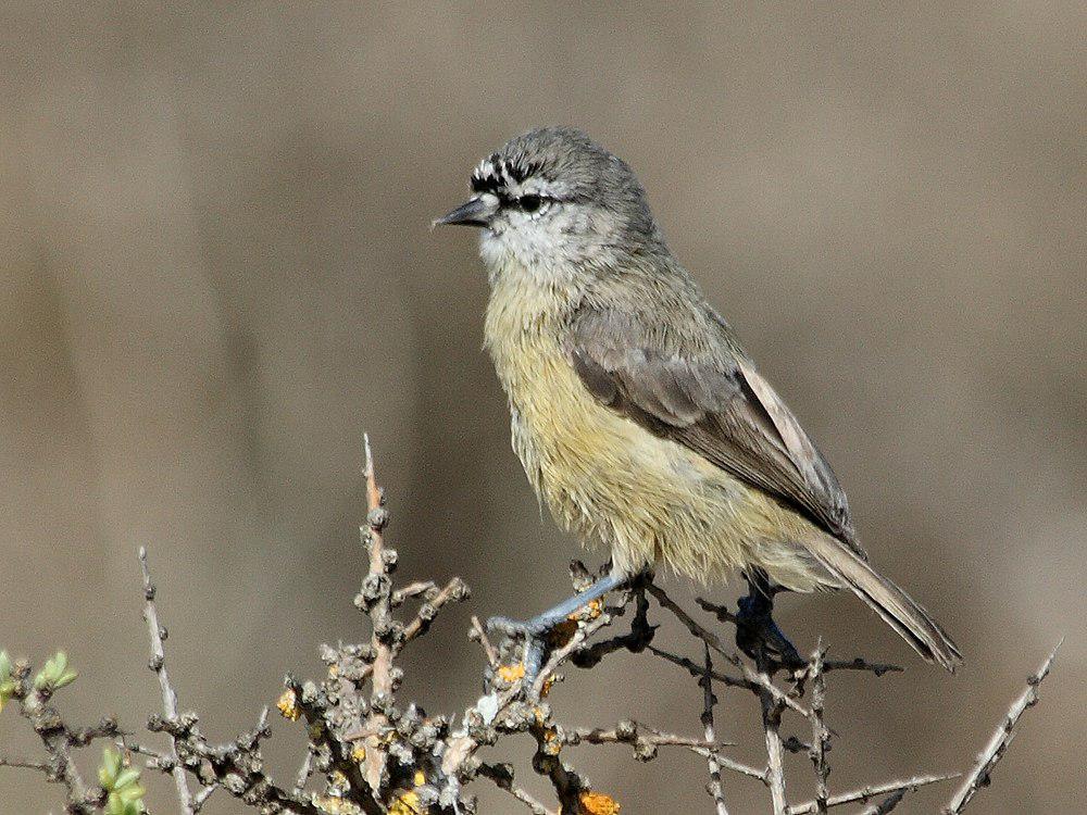 南攀雀 / Cape Penduline Tit / Anthoscopus minutus