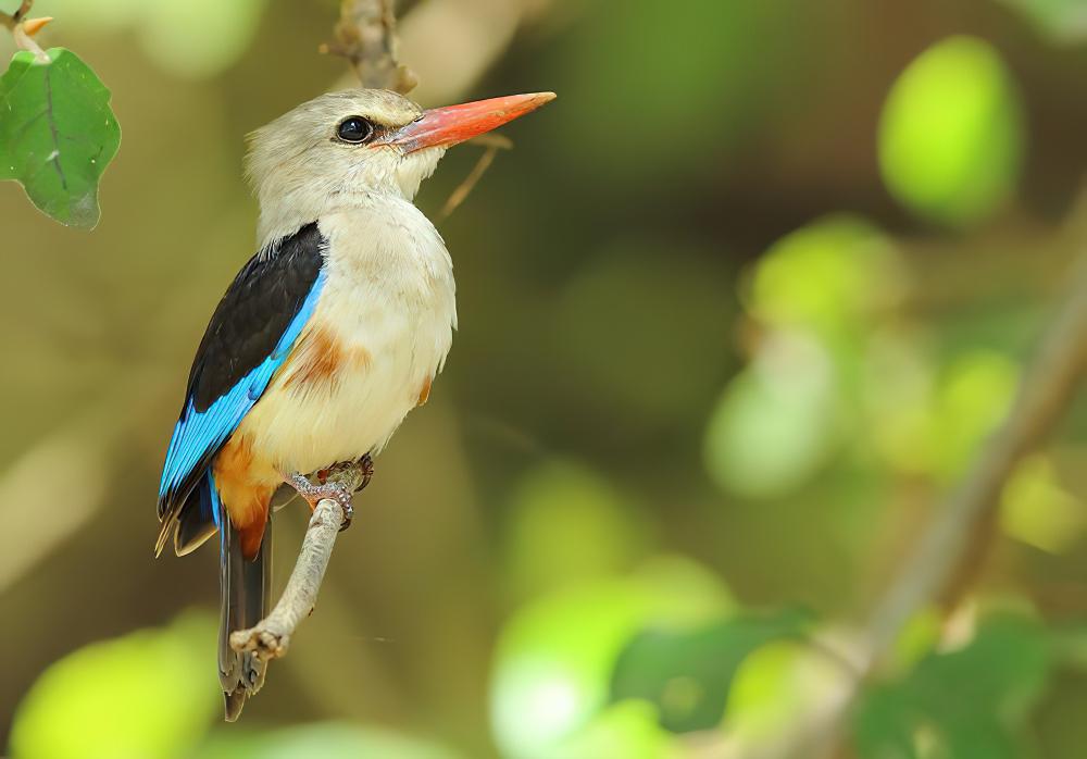 灰头翡翠 / Grey-headed Kingfisher / Halcyon leucocephala