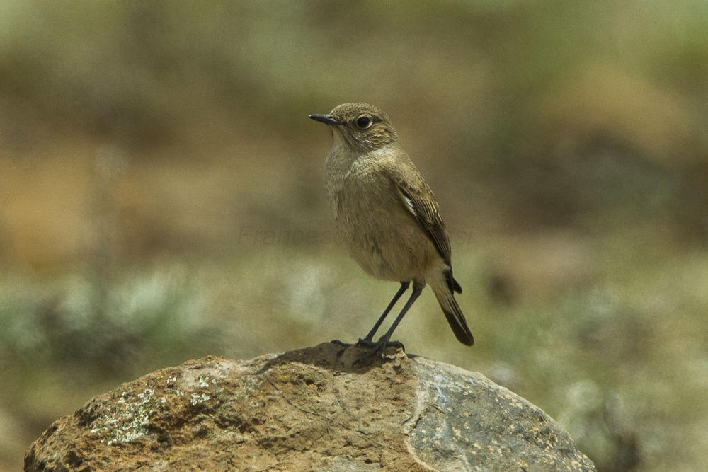 镰翅岩䳭 / Sickle-winged Chat / Emarginata sinuata