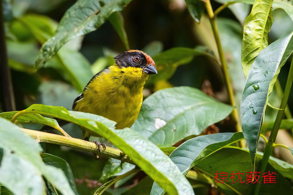 棕枕薮雀 / Yellow-breasted Brushfinch / Atlapetes latinuchus