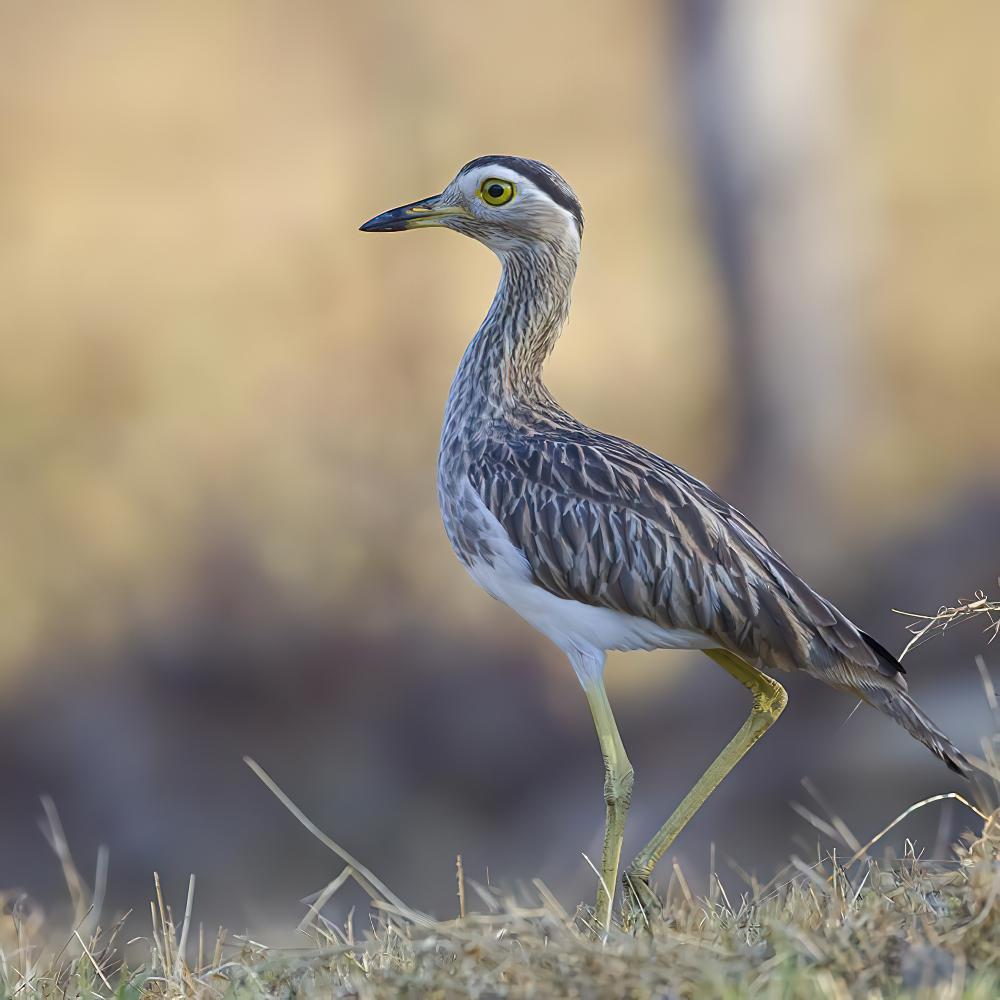 双纹石鸻 / Double-striped Thick-knee / Burhinus bistriatus