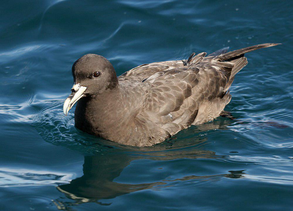 白颏风鹱 / White-chinned Petrel / Procellaria aequinoctialis