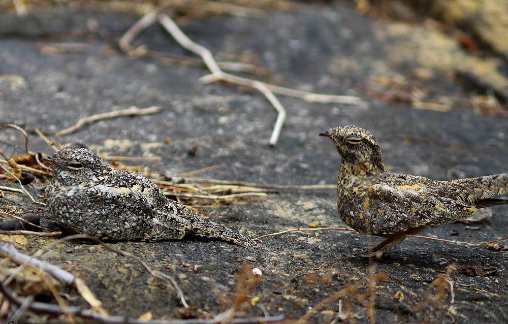 侏夜鹰 / Pygmy Nightjar / Nyctipolus hirundinaceus