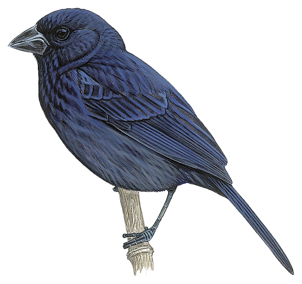 卡里萨尔籽雀 / Carrizal Seedeater / Amaurospiza carrizalensis