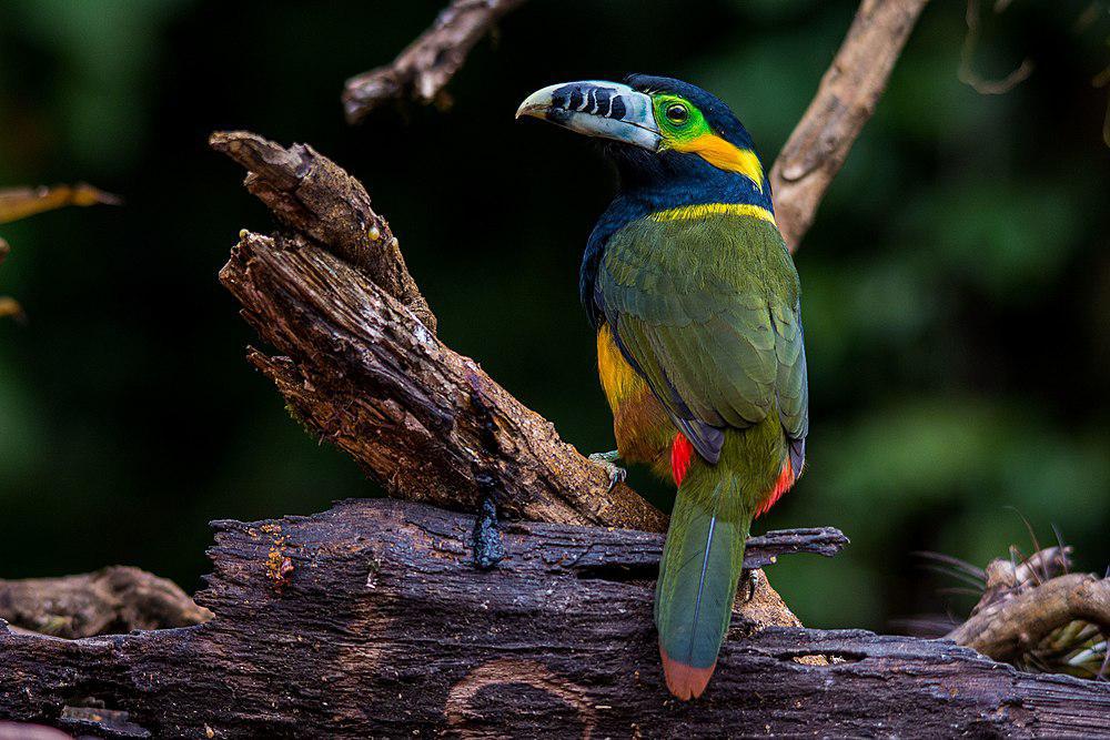 点嘴小巨嘴鸟 / Spot-billed Toucanet / Selenidera maculirostris