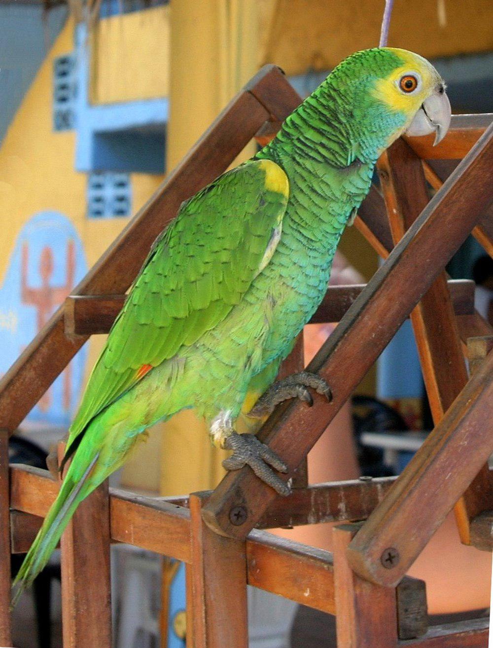黄肩鹦哥 / Yellow-shouldered Amazon / Amazona barbadensis