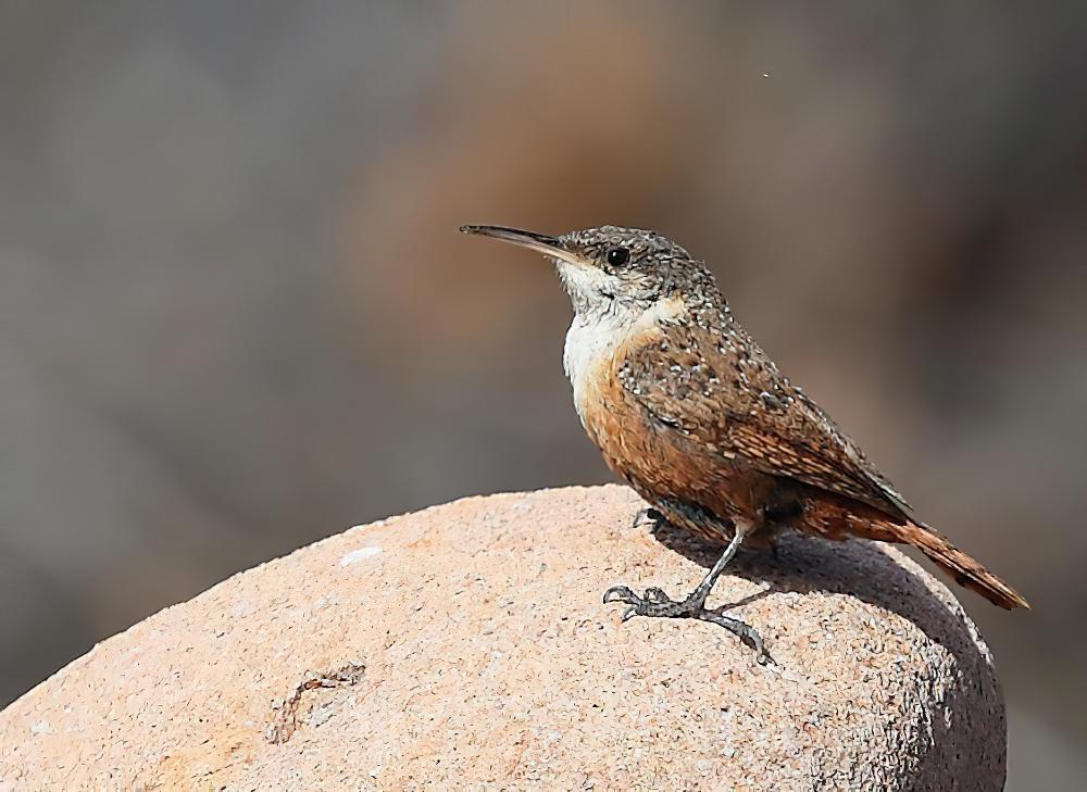 墨西哥鹪鹩 / Canyon Wren / Catherpes mexicanus