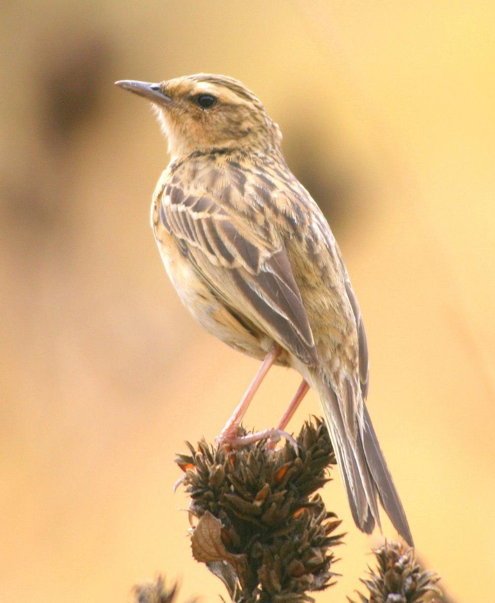 印度鹨 / Nilgiri Pipit / Anthus nilghiriensis