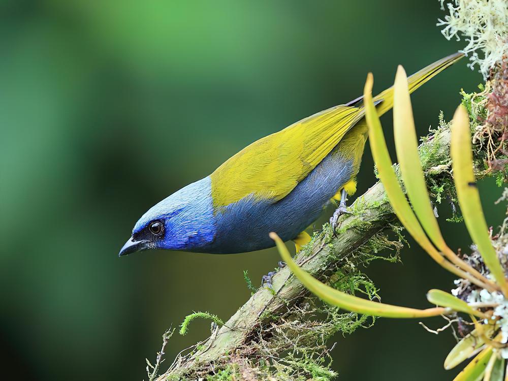 蓝枕裸鼻雀 / Blue-capped Tanager / Sporathraupis cyanocephala