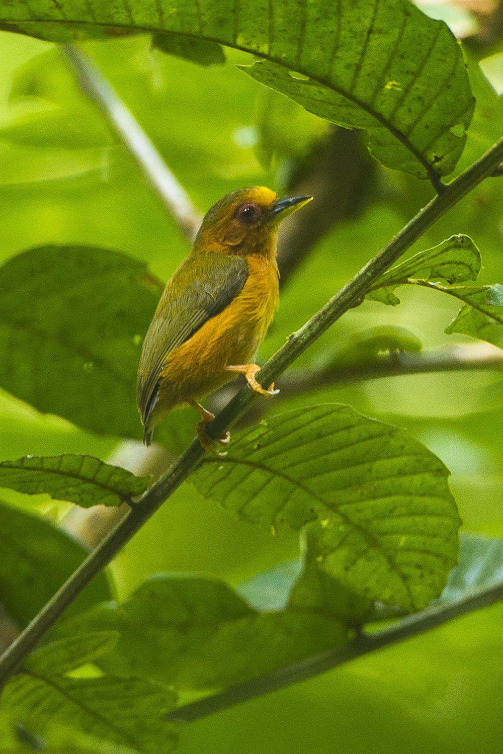 棕啄木鸟 / Rufous Piculet / Sasia abnormis