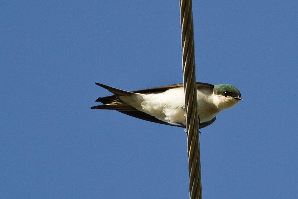 巴哈马树燕 / Bahama Swallow / Tachycineta cyaneoviridis