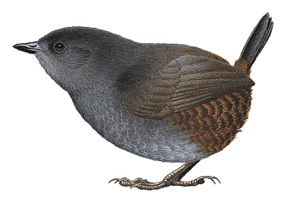 乔科窜鸟 / Choco Tapaculo / Scytalopus chocoensis