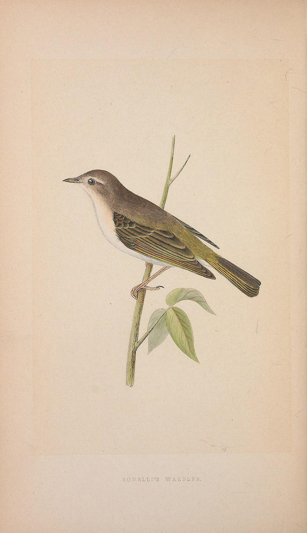 所罗门树莺 / Shade Bush Warbler / Horornis parens