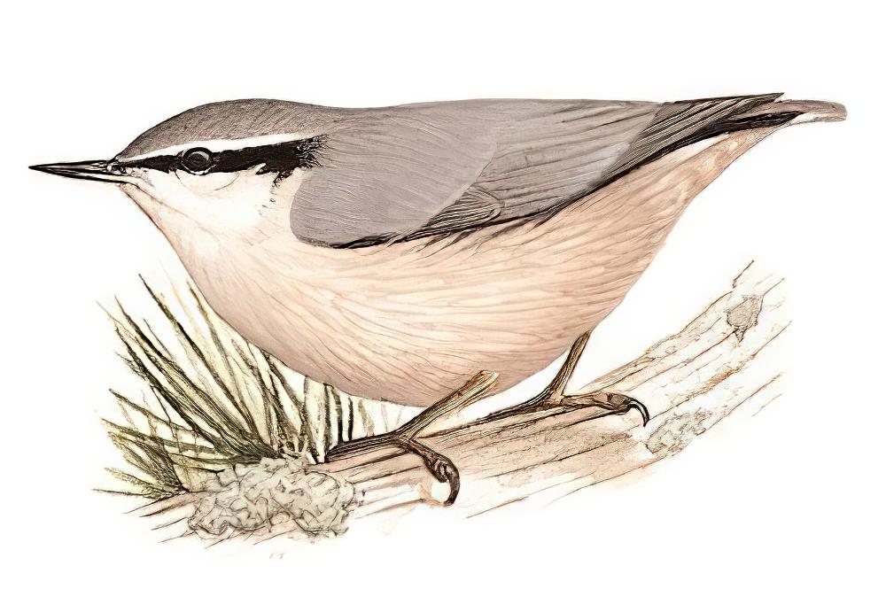 滇䴓 / Yunnan Nuthatch / Sitta yunnanensis