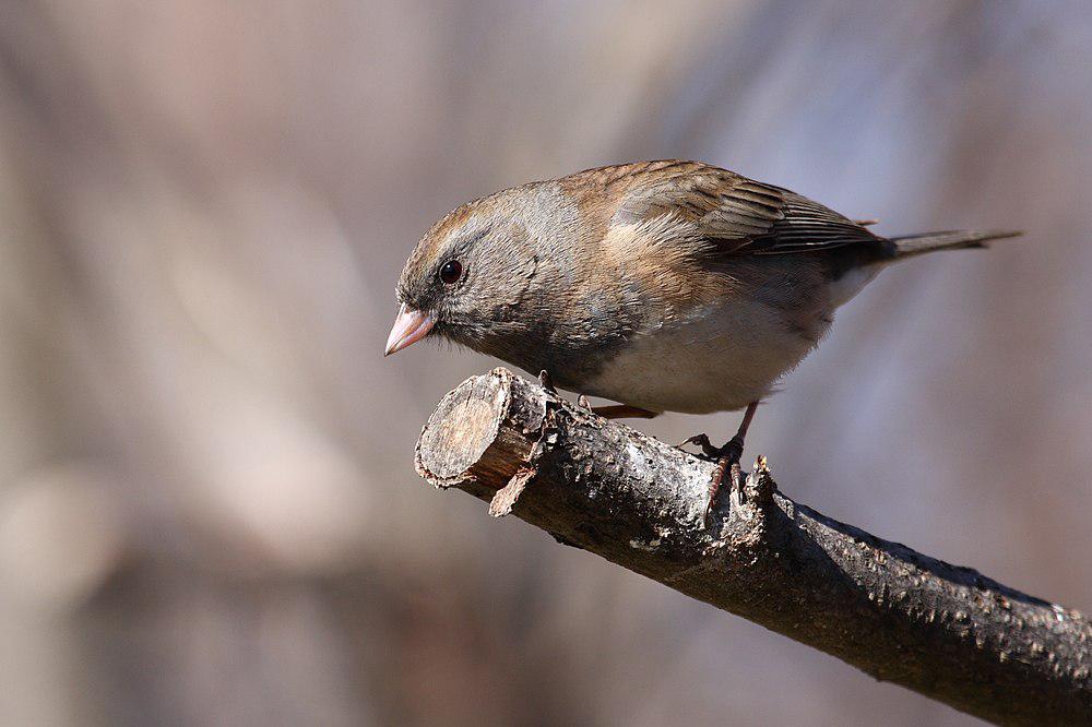 灰蓝灯草鹀 / Dark-eyed Junco / Junco hyemalis