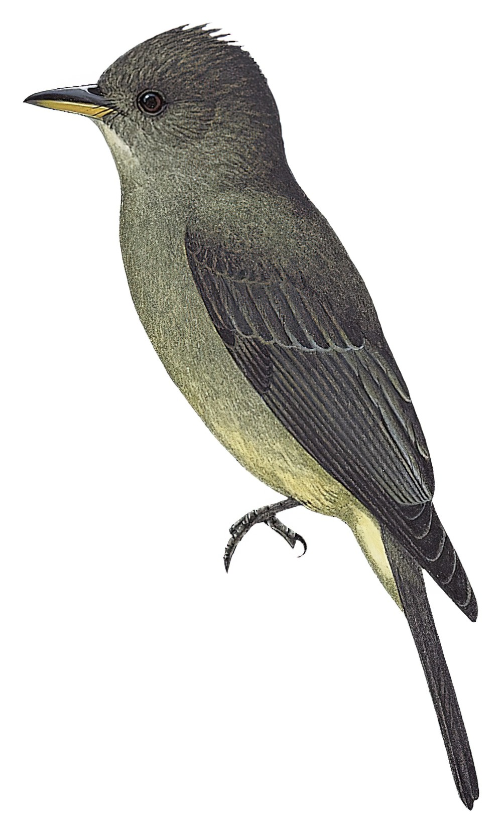 大绿霸鹟 / Greater Pewee / Contopus pertinax