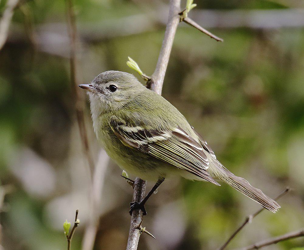 里氏小霸鹟 / Reiser\'s Tyrannulet / Phyllomyias reiseri