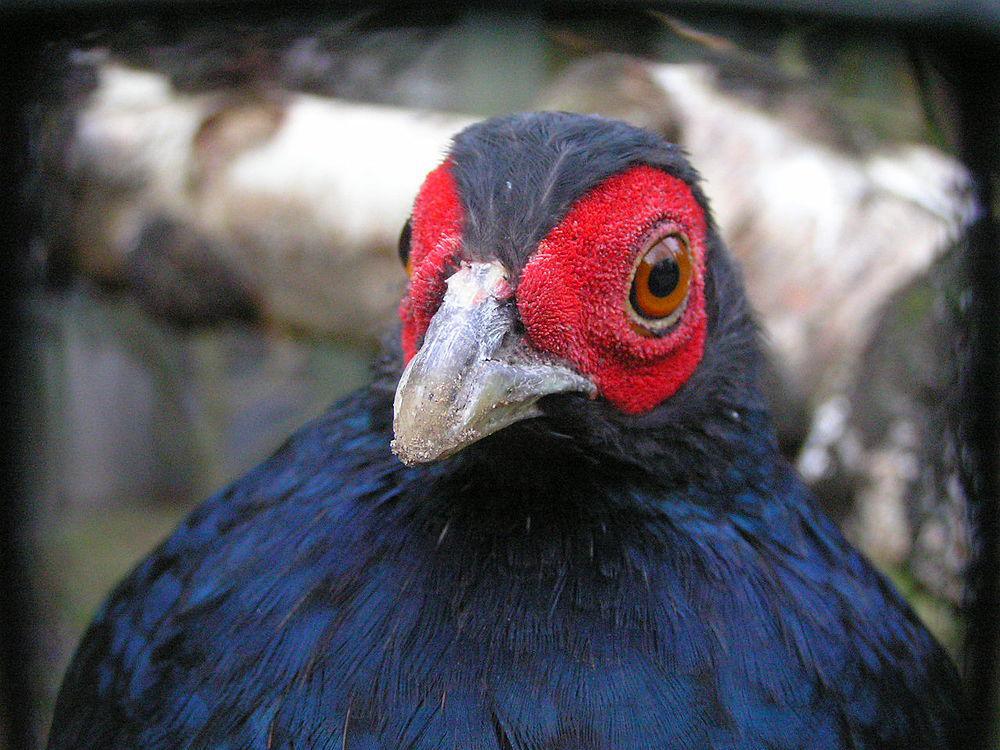 黑尾鹇 / Salvadori\'s Pheasant / Lophura inornata