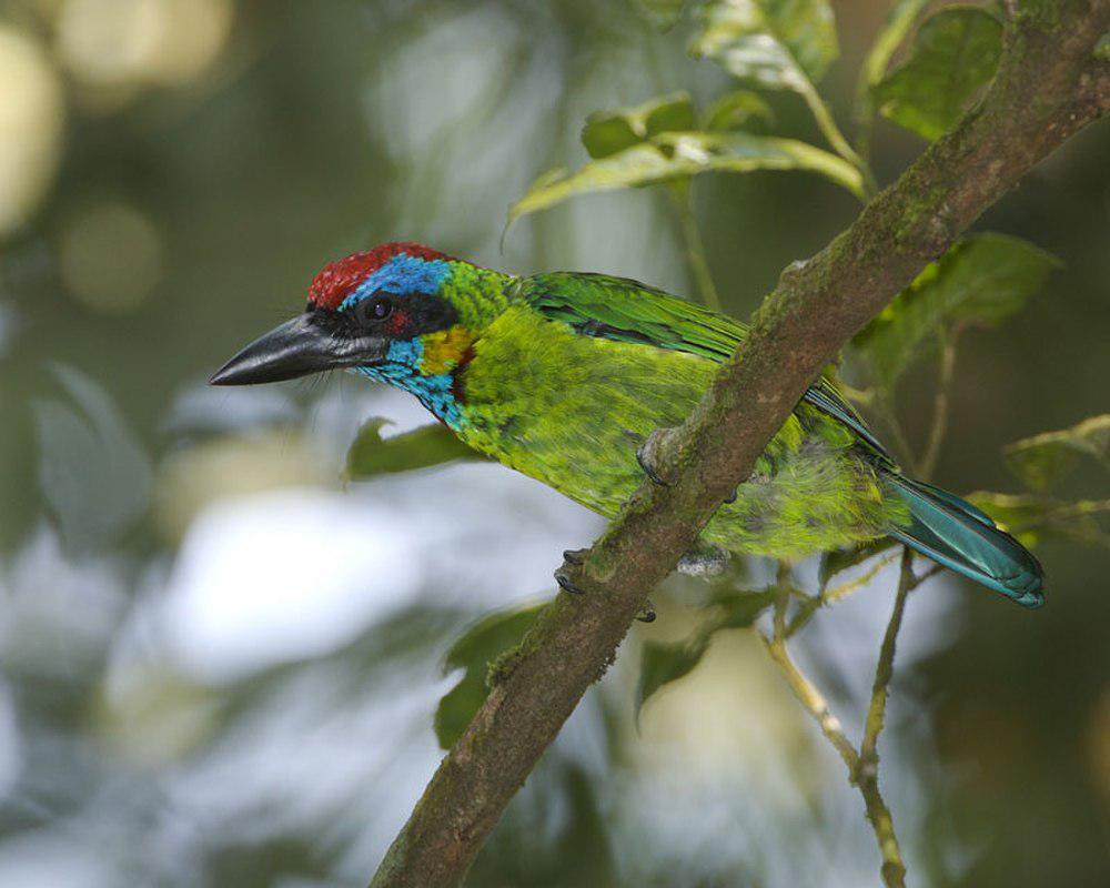 花彩拟䴕 / Red-crowned Barbet / Psilopogon rafflesii