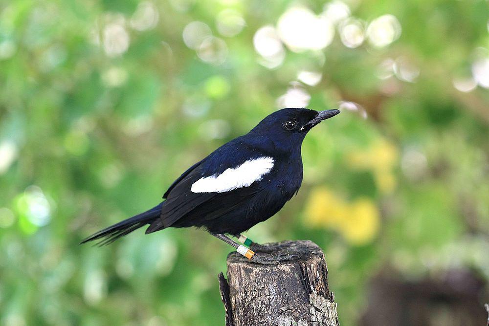 塞舌尔鹊鸲 / Seychelles Magpie-Robin / Copsychus sechellarum