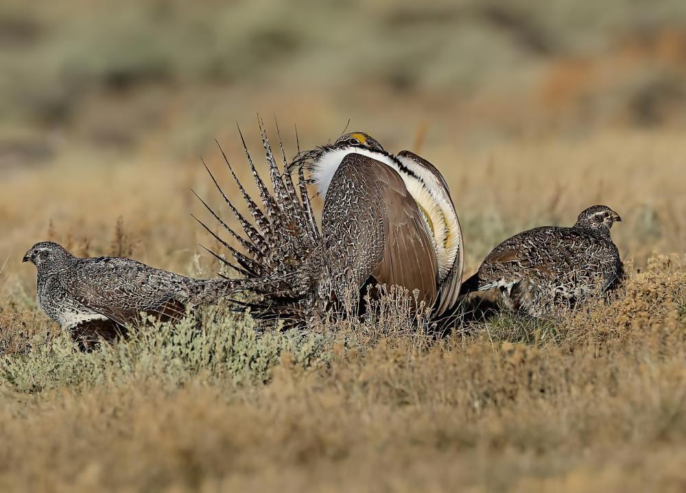 艾草松鸡 / Sage Grouse / Centrocercus urophasianus