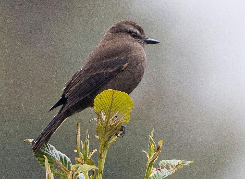 烟色丛霸鹟 / Smoky Bush Tyrant / Myiotheretes fumigatus