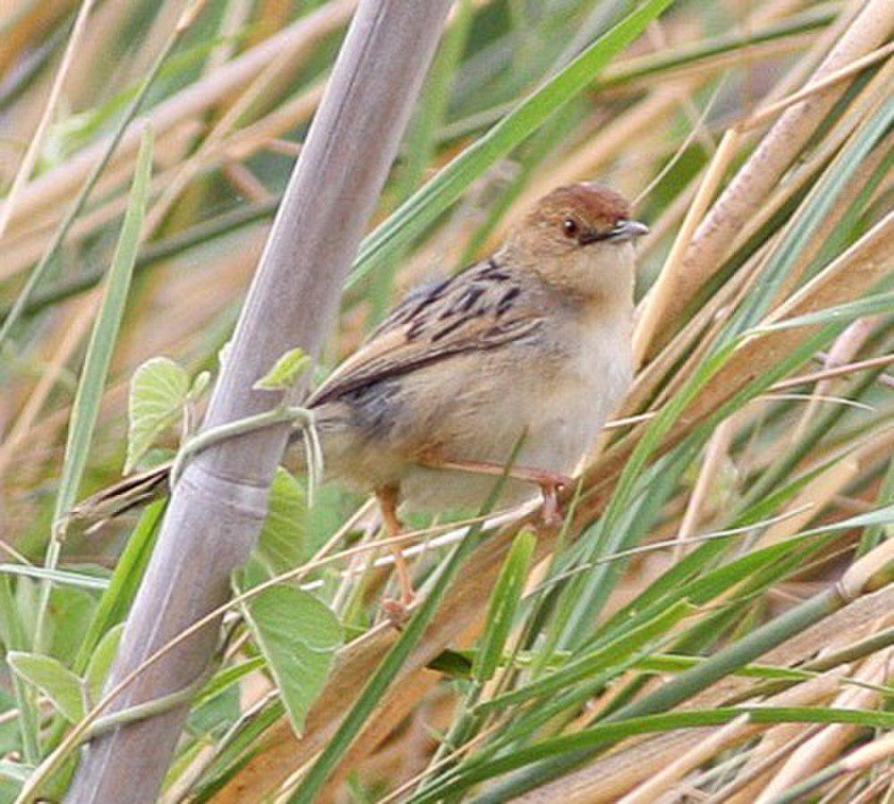 卢阿普拉扇尾莺 / Luapula Cisticola / Cisticola luapula