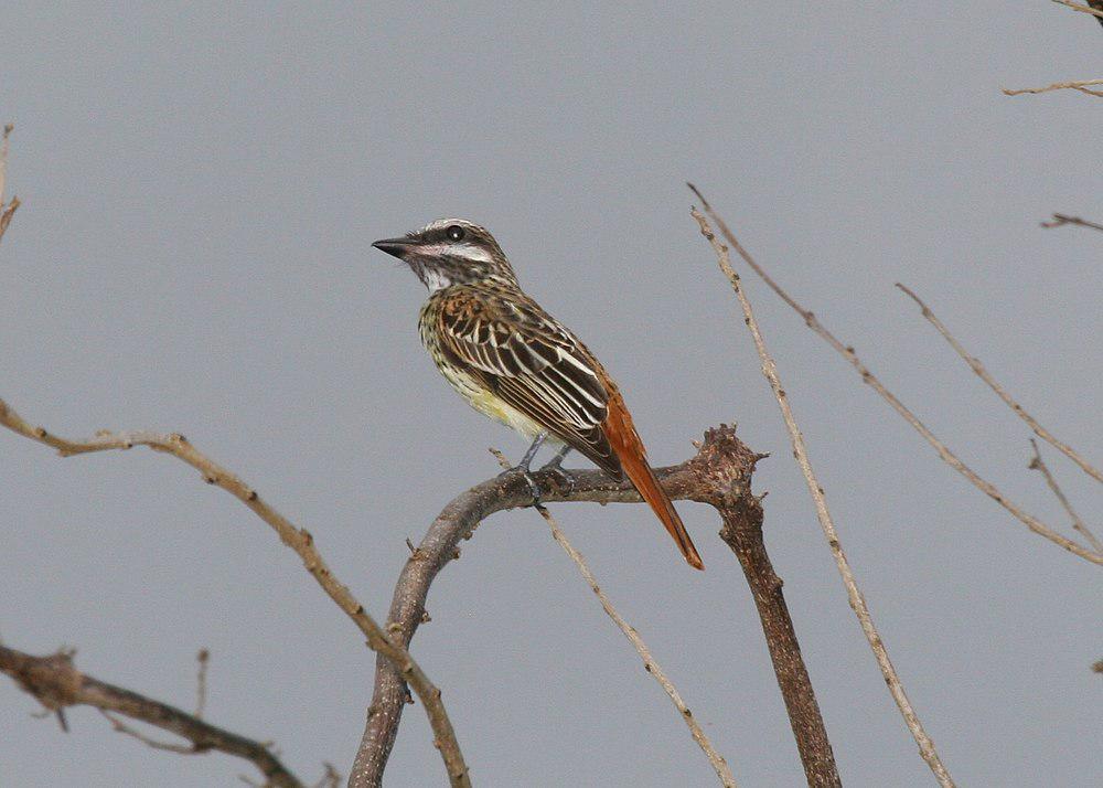 黄腹大嘴霸鹟 / Sulphur-bellied Flycatcher / Myiodynastes luteiventris