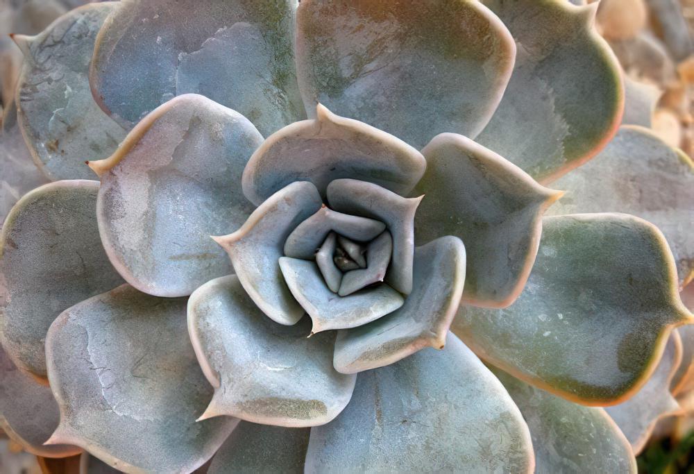 丽娜莲 Echeveria lilacina