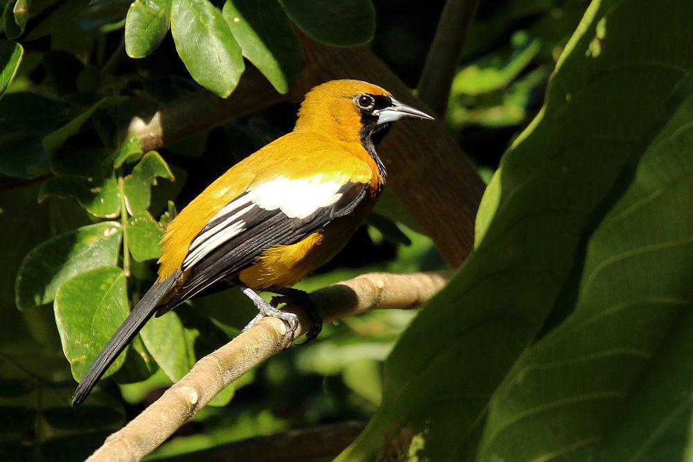 牙买加拟鹂 / Jamaican Oriole / Icterus leucopteryx