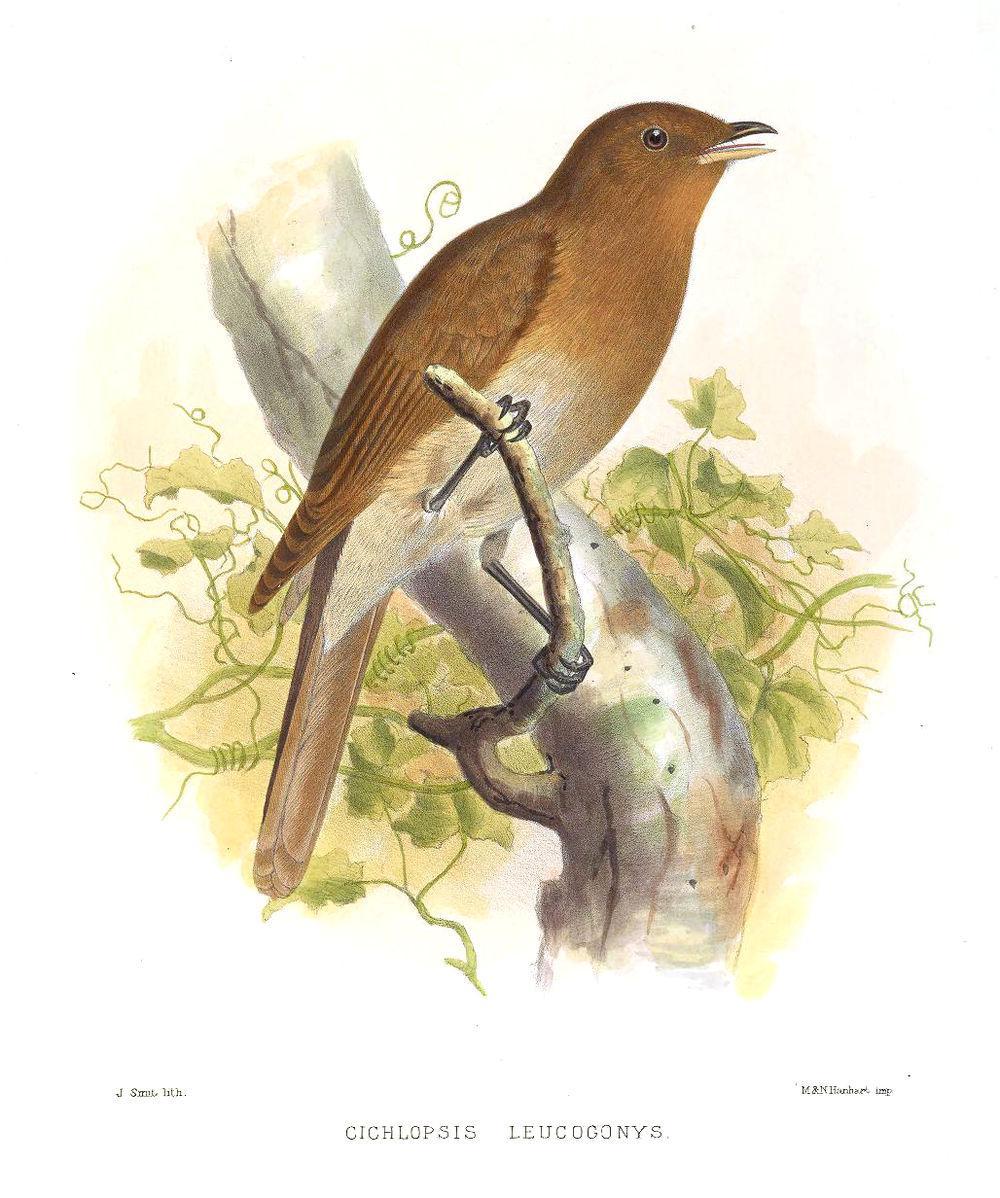 棕褐孤鸫 / Rufous-brown Solitaire / Cichlopsis leucogenys