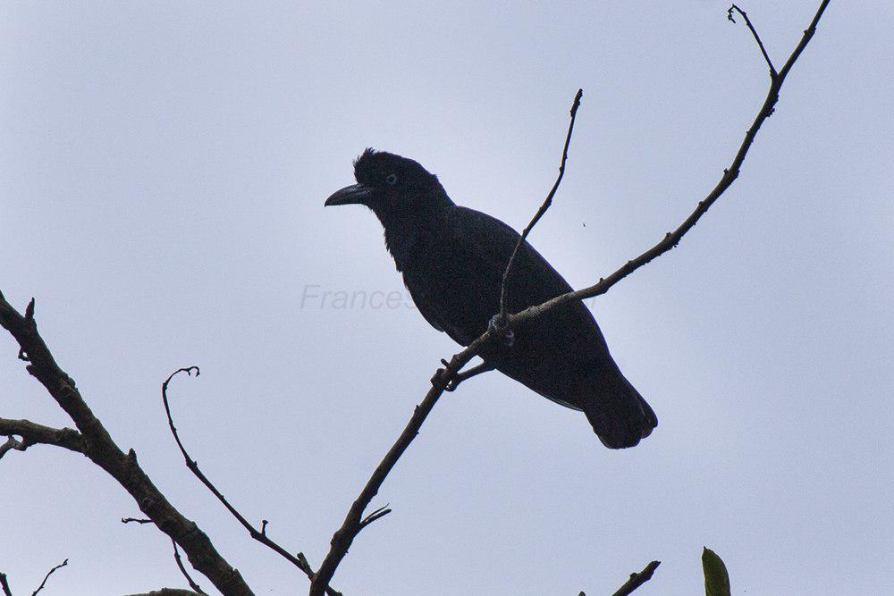 亚马孙伞鸟 / Amazonian Umbrellabird / Cephalopterus ornatus