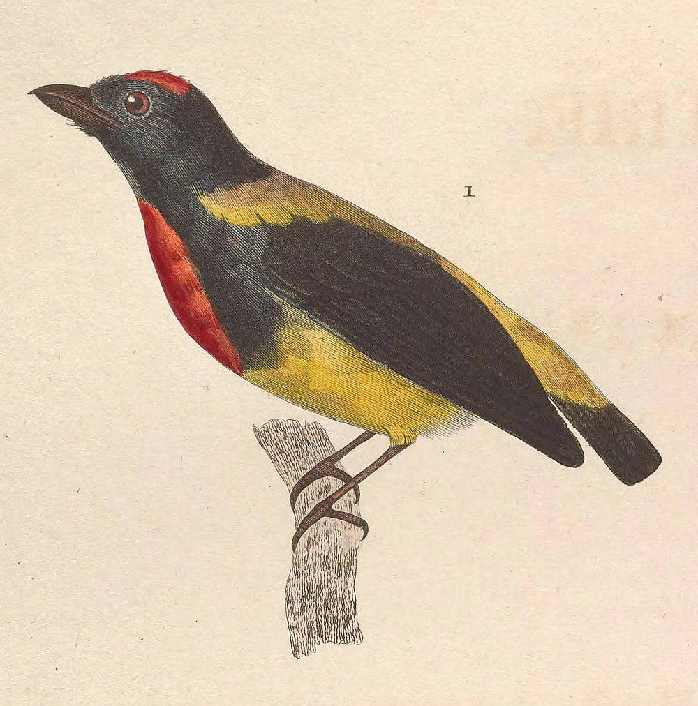 赤胸锯齿啄花鸟 / Scarlet-breasted Flowerpecker / Prionochilus thoracicus