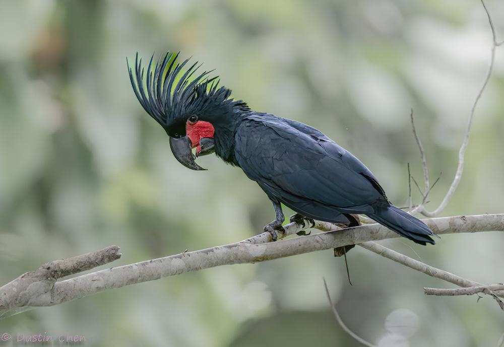 棕树凤头鹦鹉 / Palm Cockatoo / Probosciger aterrimus