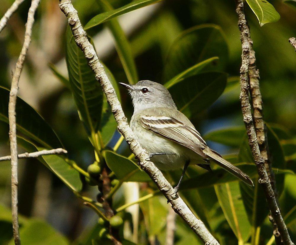 纯色姬霸鹟 / Plain Inezia / Inezia inornata