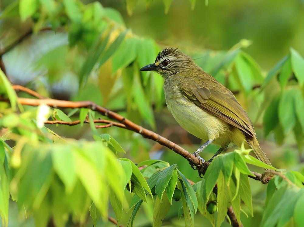 白眉鹎 / White-browed Bulbul / Pycnonotus luteolus